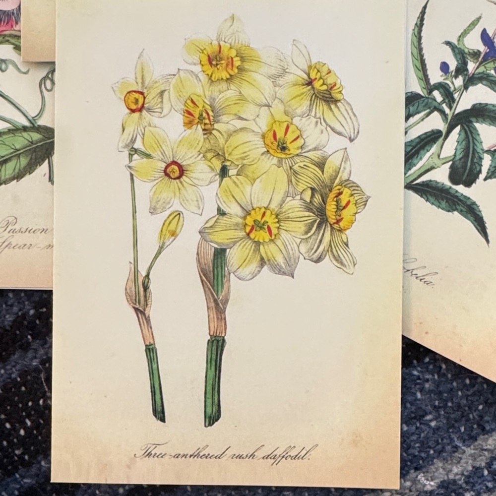 5 Botanical Note Cards - Picture 2 of 6